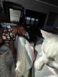 Companions on the Couch
