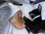 Companions on a Cozy Morning
