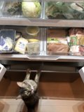 Feline Fridge Raid