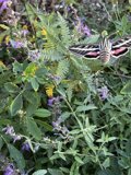 A Moth Glides Over a Bed of Purple Flowers