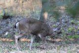 Graceful Encounter in Carmel Valley