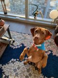 The Canine Sofa Companion