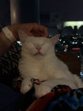Cozy Cat Nap