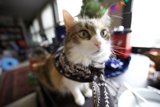 Festive Feline Fashion