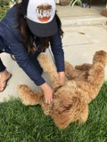 A Woman and Her Poodle