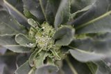 Dewy Vegetable