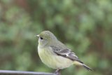 Springtime Songbird
