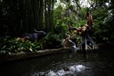 Enchanting Pond Encounter