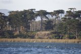 Flight of Serenity on Lake Merced