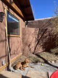 Relaxing by the House