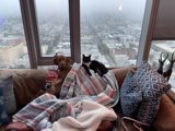 Furry Friends on the Couch
