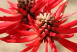 Vibrant Dahlia