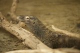 Lizard Lounging at the SF Zoo