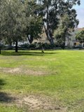 Paws in the Park