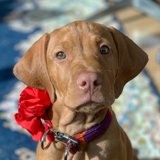 A Vizsla with a Red Flower