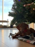 A Cozy Canine Christmas