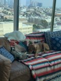 Comfy Coexistence