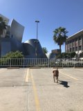 A Dog's Stroll