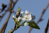 Blossoming Beauty