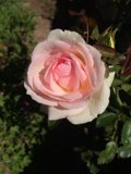 Pink Beauty in Altadena