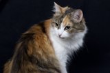 Calico Beauty