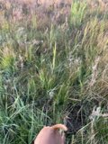 Canine Adventure in Grassland