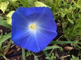 The Blue Beauty with a Yellow Heart