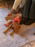 Companionship on the Rug