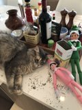 Wine and Feline Friends