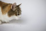 The Curious Manx Cat