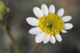 Sunshine Daisy