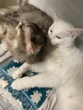 Double the Cuteness