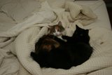 Cozy Cat Nap