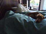 Restful Hounds