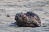 Young Elephant Seal Pup Resting on Sandy Beach