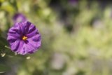 Purple Geranium Flower with Yellow Center