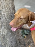 Tongue-Out Vizsla Pup