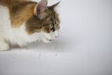 Curious Cat