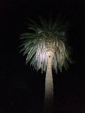 Illuminated Palm Tree at Night