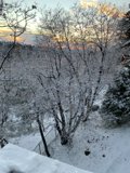 Winter Wonderland Tree