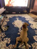 Furry Couch Potato