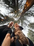 Woodland Wonders