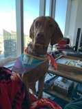 Rainbow Hound