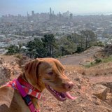 Canine in the Urban Jungle