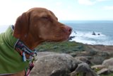 The Stylish Vizsla