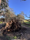 The Fallen Giant in McLaren Park