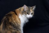 Calico Cat on Black