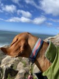A Vizsla's View of the California Coastline