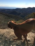 Final Dog Photo