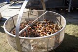 Crab Feast at the Lobster Festival